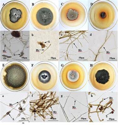 Dark Septate Endophytes Isolated From Wild Licorice Roots Grown in the Desert Regions of Northwest China Enhance the Growth of Host Plants Under Water Deficit Stress